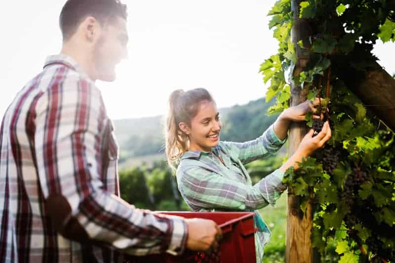 Fruit pickers on a working holiday visa in Australia