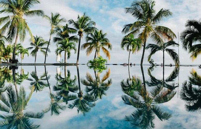 Palm Trees in Mauritius