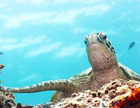 Turtle in Barbados