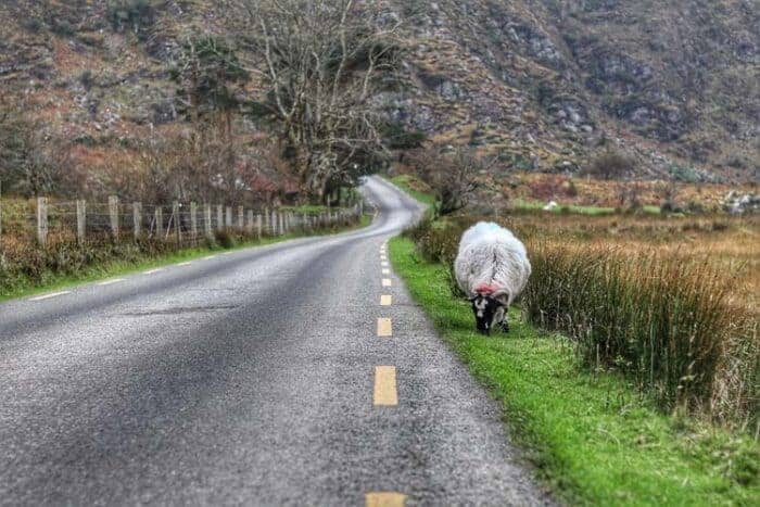 A sheep on the side of the road in Ireland