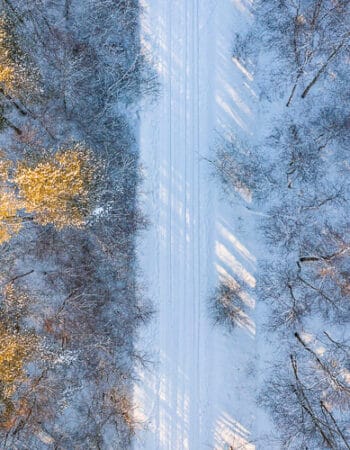 An overhead view of a forest in Estonia