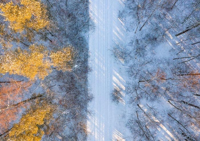 An overhead view of a forest in Estonia