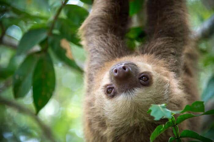 Two-toed sloth hanging from a tree in the jungle in Costa Rica.
