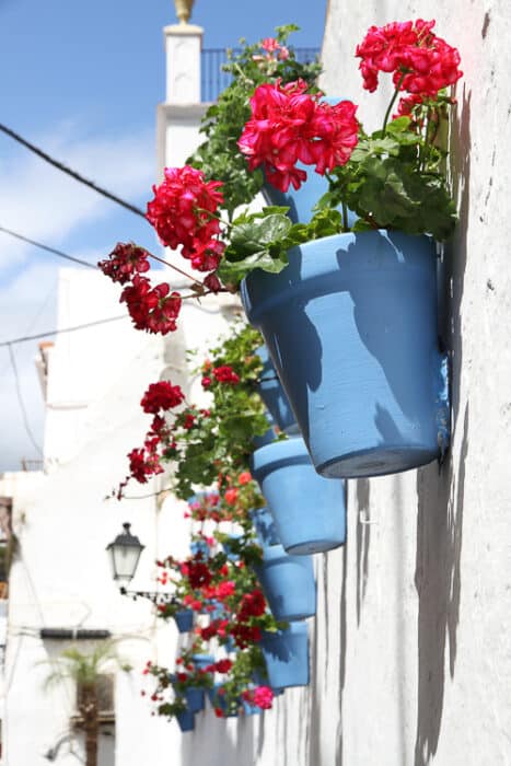 Flowers in Andalucia, Spain