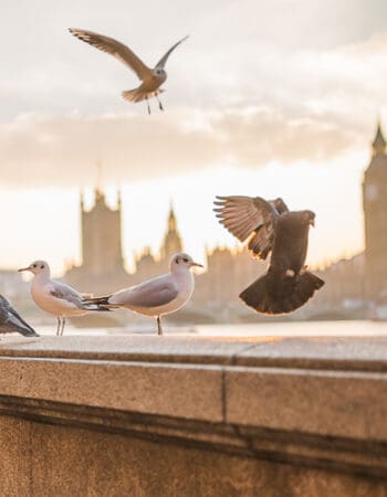UK Parliament representing citizenship