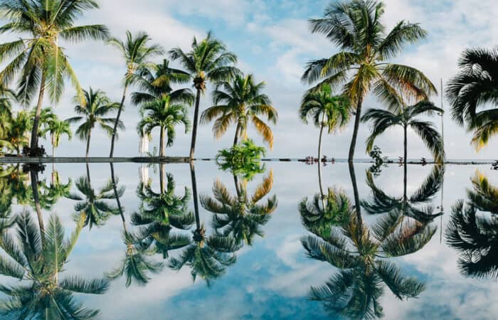 Palm trees and the water on the beautiful Mauritus coast