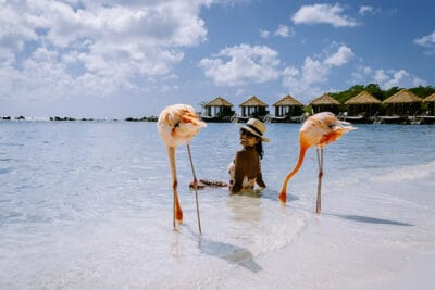 A lady with two flamingoes in the water in Aruba