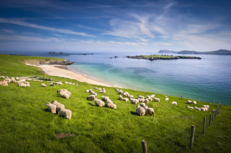 Sheep grazing on hillside, Blasket islands, County Kerry, Ireland